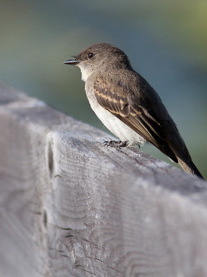 Moucherolle phébi/Eastern phoebe