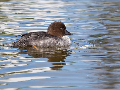 Garrot dIslande/Barrows goldeneye