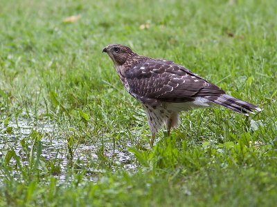 pervier au bain/Cooper's hawk bathing