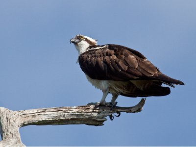 Balbuzard pcheur/Osprey