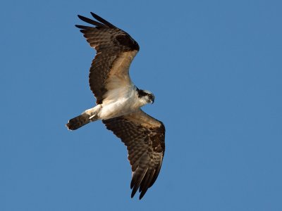 Balbuzard pcheur/Osprey