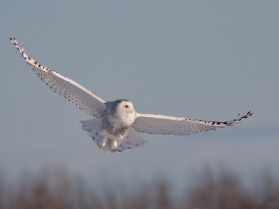 Harfang/Snowy Owl