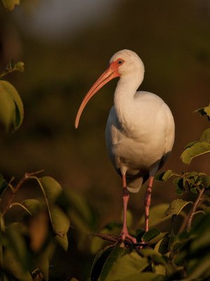 Ibis blanc au coucher du soleil/White Egret