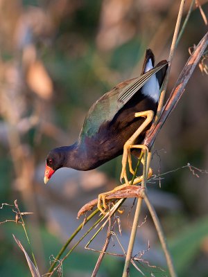 Talve violace/Purple gallinule