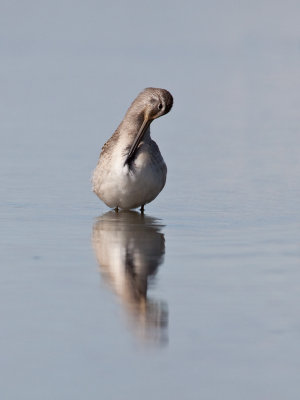 Becassin  long bec au toilettage/Long-Billed Dowitcher