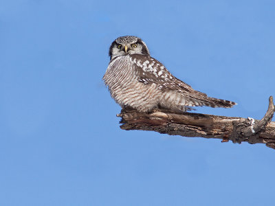Chouette pervire/Northern Hawk Owl