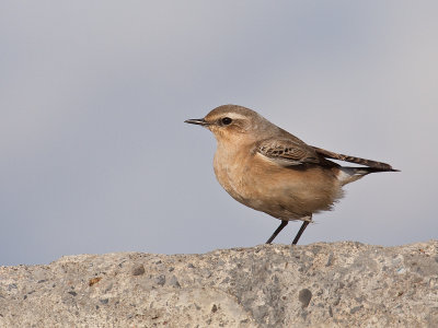 Traquet motteux/Northern wheatear