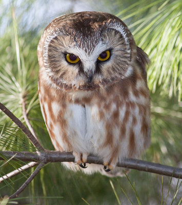 Petite nyctale/Northern Saw-Whet Owl