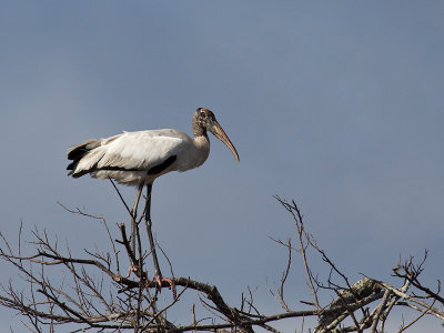 Tantale d'Amrique/Wood Stork