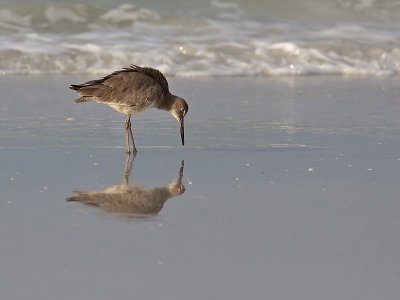 Chevalier semi-palm plumage hiver/Willet Winter Plumage