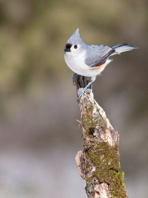 Mésange bicolore/Tufted titmouse