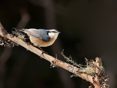 Sittelle à poitrine rousse/Red-Breasted Nuthatch