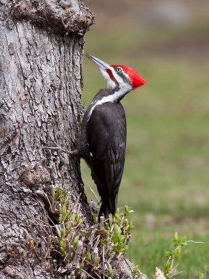 Grand Pic/Pileated Woodpecker