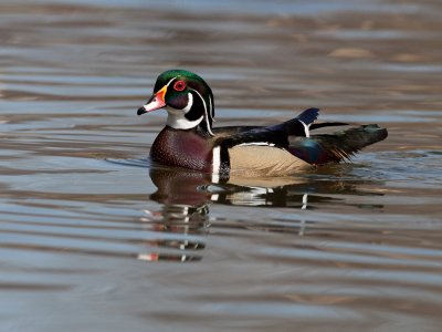 Branchu/Wood Duck