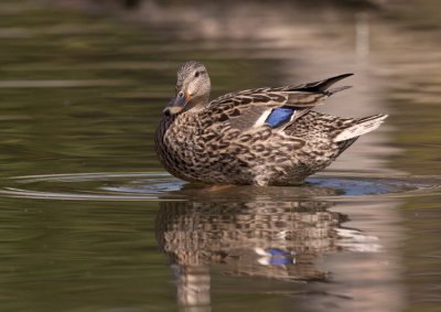 Colvert femelle/Female Mallard