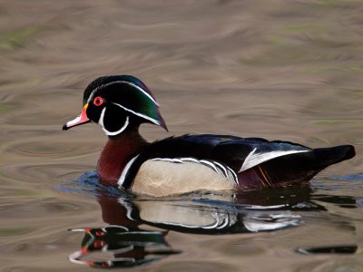 Canard branchu/Wood Duck