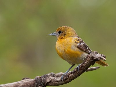 Oriole
