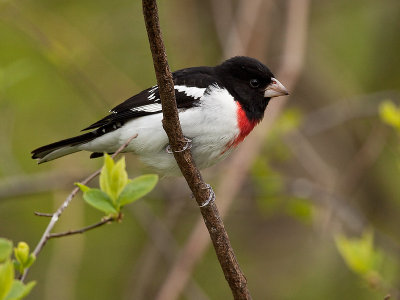 Cardinal à poitrine rose/Rose-Breasted Grosbeak