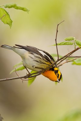 Paruline à gorge orangée/Black Burnian Warbler