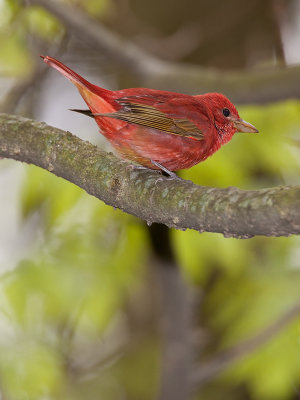 Tangara vermillon/Summer Tanager