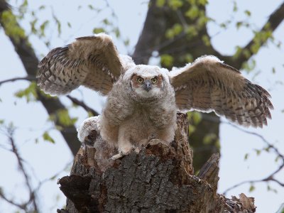 Grand-duc bb au nid, Pointe Pele/Great Horned Owl.