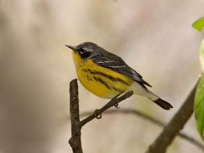Paruline à tête cendrée/Magnolia Warbler