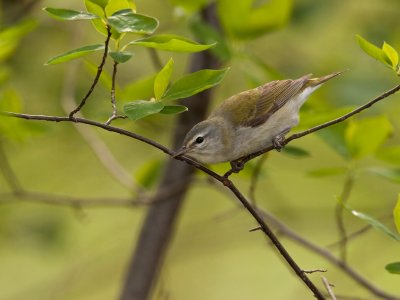 Paruline obscure/Tennessee warbler