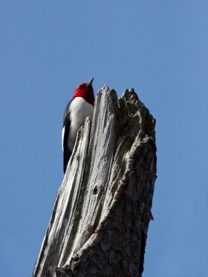 Pic à tête rouge/Red-Headed-Woodpecker