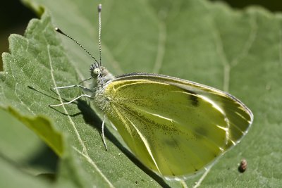 Large White (Pieris brassicae)