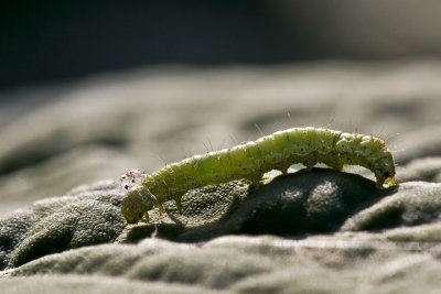 g3/56/689056/3/102678879.jfJekz8x.jpg