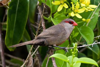 Common waxbill (Estrilda astrild)