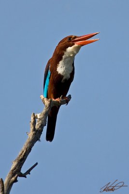 White-throated kingfisher(Halcyon smyrnensis)