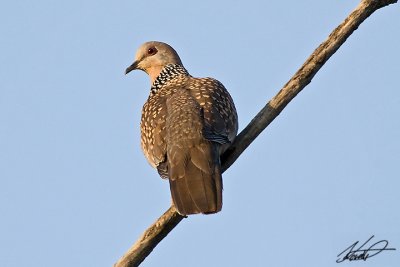 Spotted dove (Streptopelia chinensis)