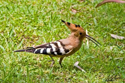 Hoopoe