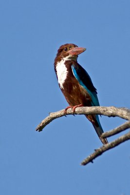 White-throated kingfisher(Halcyon smyrnensis)