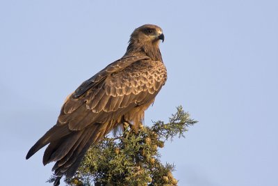 Black Kite (Milvus migrans)