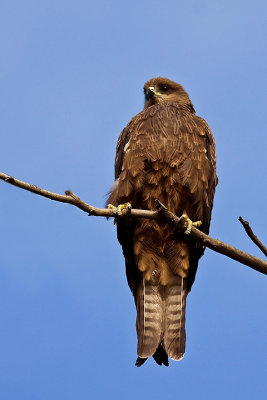 Black Kite (Milvus migrans)