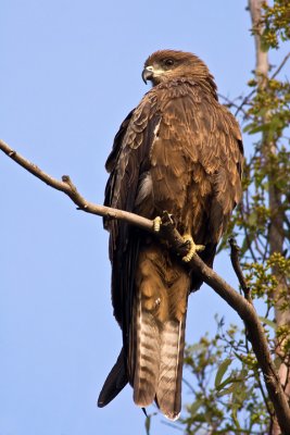 Black Kite (Milvus migrans)