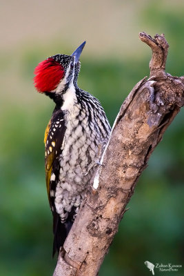 Black-rumped flameback