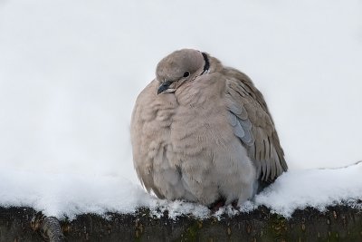  Eurasian Collared Dove (Streptopelia decaocto)