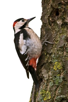 Syrian woodpecker