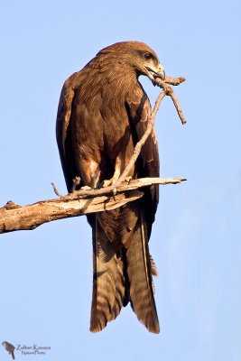 Black Kite (Milvus migrans)