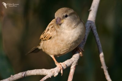 House sparrow (Passer domesticus)female