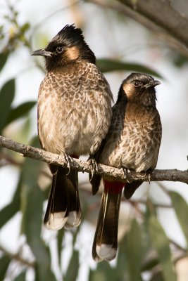 Red-vented Bulbul (Pycnonotus cafer)