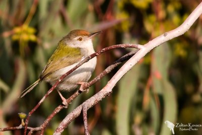 Common Tailorbird (Orthotomus sutorius)
