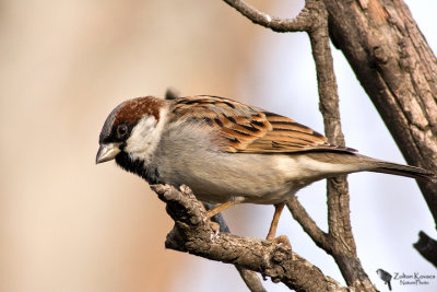 House sparrow (Passer domesticus)male