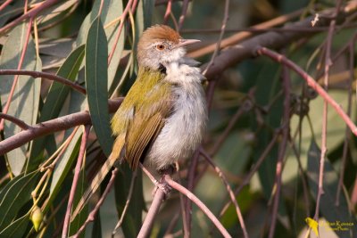 Common Tailorbird (Orthotomus sutorius)