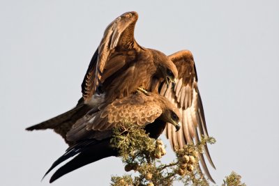 Black Kite (Milvus migrans)