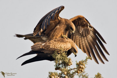 Black Kite (Milvus migrans)