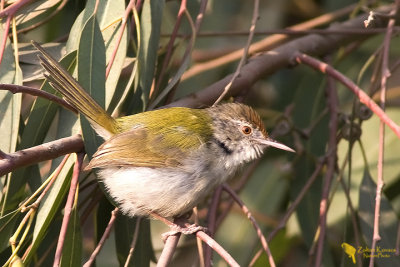 Common Tailorbird (Orthotomus sutorius)